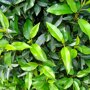 Prunus lusitanica 'Angustifolia'